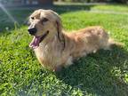 Elliott Dachshund Adult Male