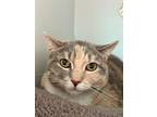 Molly Domestic Shorthair Adult Female