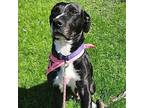 Nala Labrador Retriever Adult Female