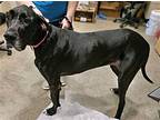 LAYLAH Great Dane Adult Female