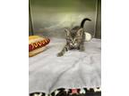 KFC Domestic Shorthair Kitten Female