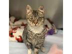 Hope Domestic Shorthair Kitten Female