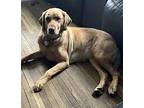 Piper Labrador Retriever Young Female