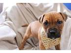 Stunning Terrier (Unknown Type, Medium) Puppy Female