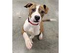 TOMMY American Pit Bull Terrier Young Male