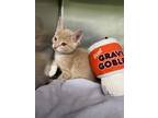 Jimmy Johns Domestic Shorthair Kitten Male