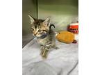 McDonalds Domestic Shorthair Kitten Male