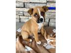 Monet Shepherd (Unknown Type) Puppy Female