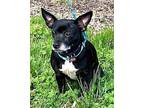 SWEET SUMMER Chihuahua Adult Female