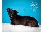 Obbie Miniature Pinscher Adult Male