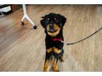 Ralphie Rottweiler Adult Male