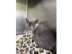 Bear Domestic Shorthair Kitten Female
