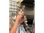Faith Domestic Shorthair Kitten Female