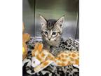 Panda Domestic Shorthair Kitten Female