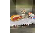 Jack in the Box Domestic Shorthair Kitten Female