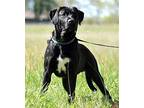 PUPPY WESSON Labrador Retriever Puppy Male