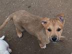 Mack American Pit Bull Terrier Puppy Male