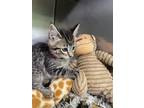 Tiger Domestic Shorthair Kitten Male