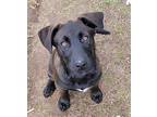 DC German Shepherd Dog Puppy Male