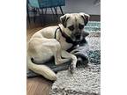 Pinecone (aka Roscoe) Pug Adult Male