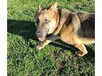 Dingo German Shepherd Dog Male