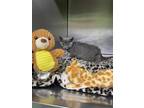 Polar Bear Domestic Shorthair Kitten Male