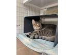 Max Norwegian Forest Cat Adult Male