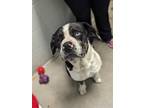 Chunk Cane Corso Adult Male
