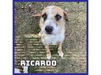 Ricardo German Wirehaired Pointer Adult Male