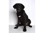 Captain Labrador Retriever Puppy Male