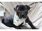 Handsome Terrier (Unknown Type, Medium) Puppy Male