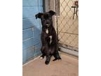 Adopt Abel a Black Pug / Mixed Breed (Medium) / Mixed (short coat) dog in