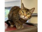 Adopt Loreli a Brown Tabby Domestic Shorthair / Mixed Breed (Medium) / Mixed