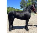 Pretty Friesian mare