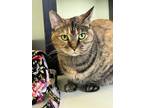 Adopt Joy a Domestic Shorthair / Mixed (short coat) cat in Blountville