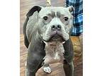 BLU Staffordshire Bull Terrier Young Male