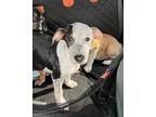 Ginger Boyle Coonhound Puppy Female
