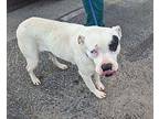 DOTTIE American Bulldog Adult Female