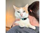 Gingi Boy the BEST Cat of All Domestic Shorthair Adult Male