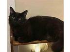 Blackie & Dusty 9 mos Domestic Mediumhair Young Male