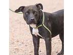 Antonio American Pit Bull Terrier Adult Male