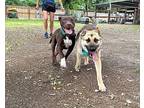 Clyde Milk Chocolate Pittie Kiss cat friendly Labrador Retriever Adult Male
