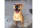 Cinnamon Toast Crunch Shar Pei Adult Female