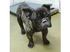 CHARLIE French Bulldog Adult Male