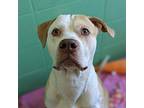 Eminem American Bulldog Adult Male