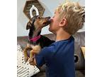 Lily Bell cutie Pie Chihuahua Adult Female