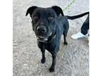 Hera* American Pit Bull Terrier Adult Female