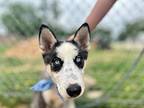 Snow Orta Husky Puppy Female