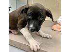 Letty Puppy Female
