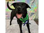 Basil Labrador Retriever Adult Male